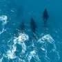 Once a legend, humpback whales make a comeback in Brazil