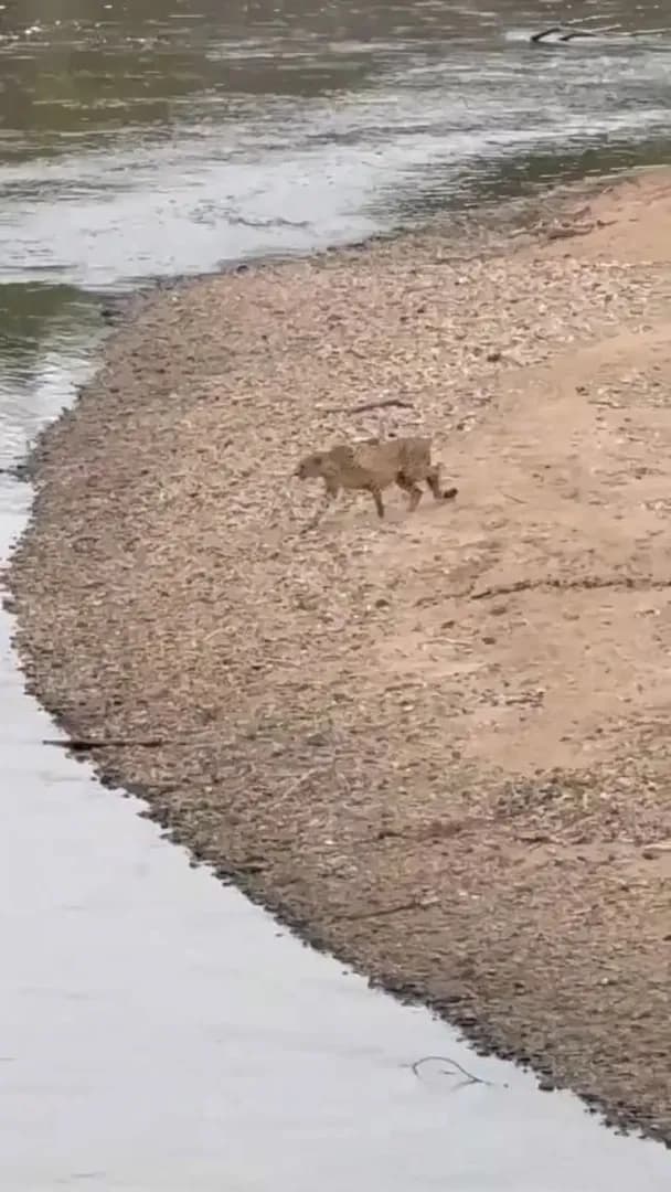 This is how a cheetah cross the river