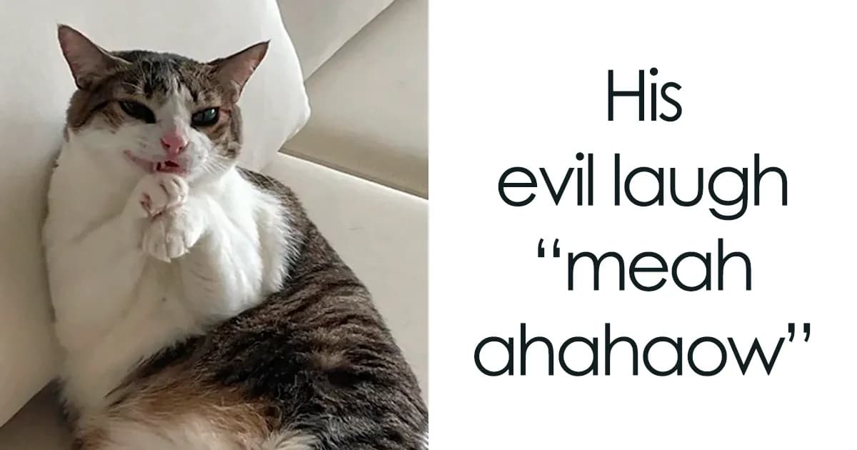 If You Like Animals More Than People, These 78 Funny Memes And Posts Might Be What You Need