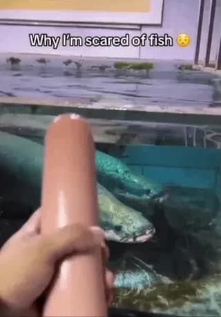 The arapaima is a living fossil from the Amazon. It can grow to 3 meters, breathe air, and swallow prey in the blink of an eye. Its bony, toothed tongue helps it crush its catch.... and it's even been