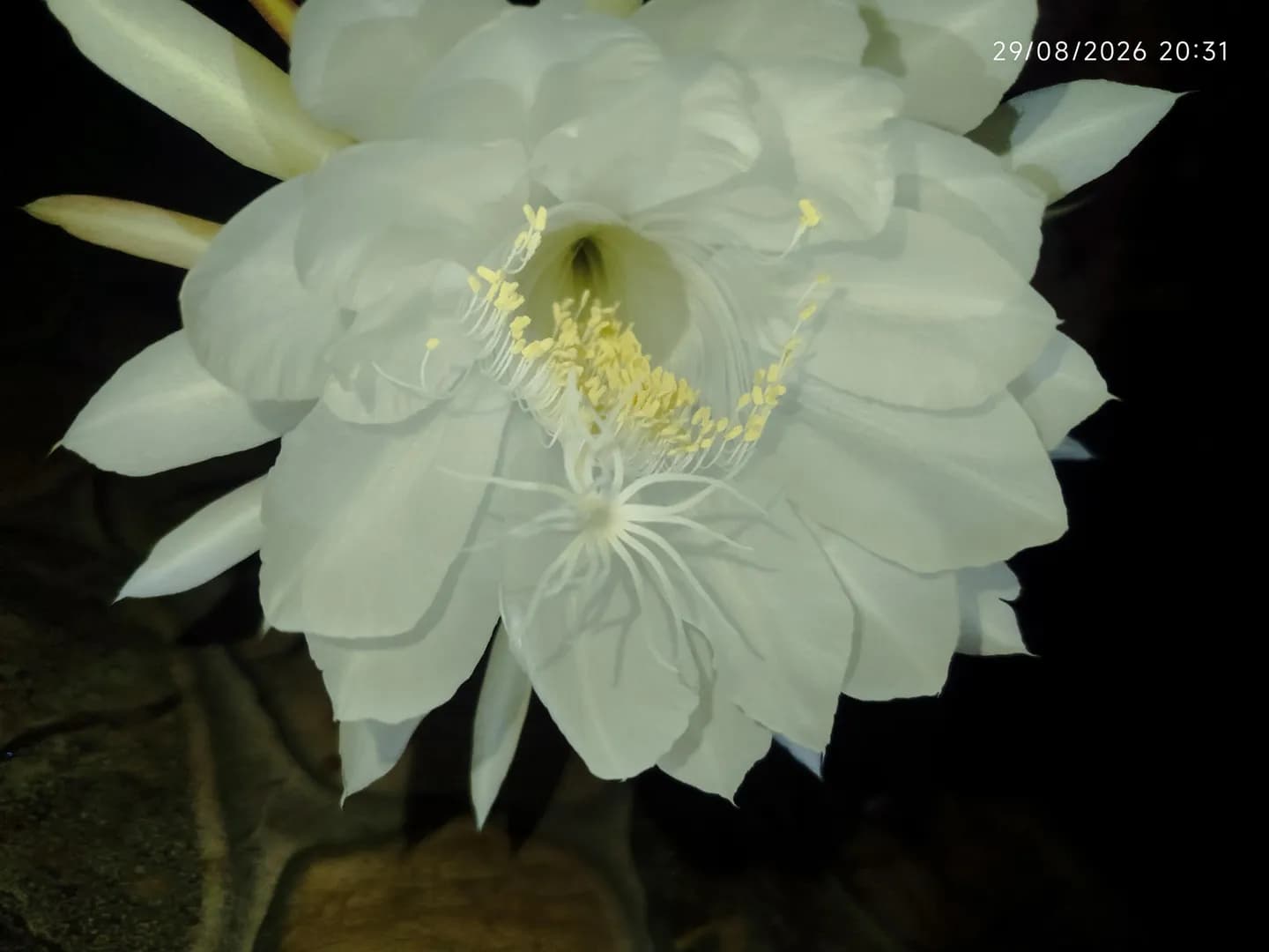 Fully blossomed Epiphyllum oxypetalum