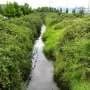Many cities buried urban streams. Here's how to bring them back