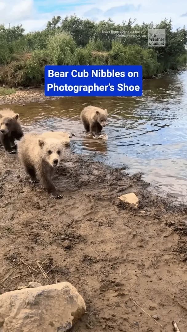 A curious grizzly bear cub briefly stopped to nibble on a wildlife photographer's boot during a safari in Alaska before peacefully rejoining its family.
