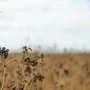 Know your pest pressure: Monitoring is the foundation for managing lucerne seed wasp