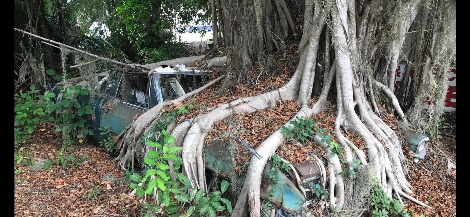 A Banyan tree that has fully encased a car over the years, in Bradenton Florida, OC.