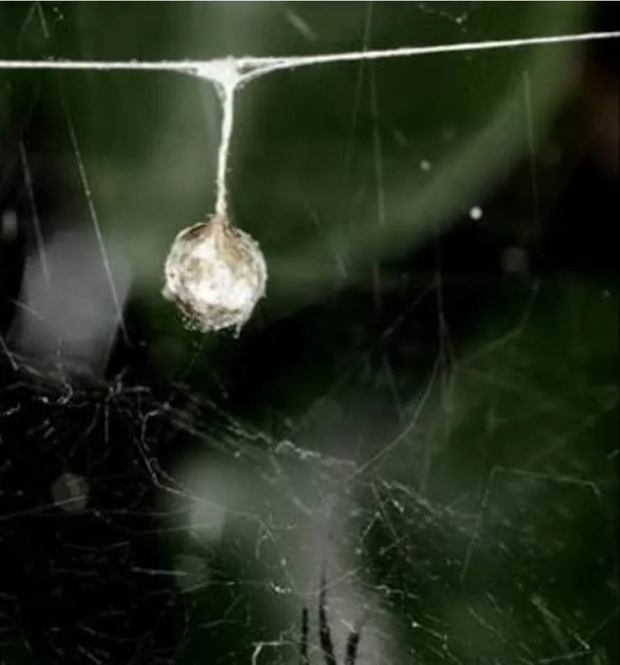 Male bridal gift spiders wrap insects in silk as nuptial gifts for the females so they agree to mate. Some males just wrap stones in silk and hope they can finish mating before the female notices the