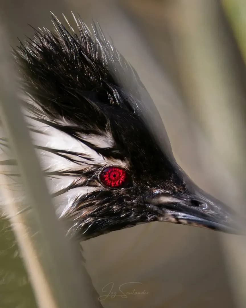 This is the blood-red eye of a White-Tufted Grebe, captured by Chilean photographer Juan Alonso Gutiérrez.