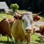 Farm-based nanopore sequencing study reports reliable genetic testing results