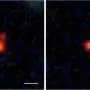 Four 'Little Red Dot' pairs hint at black hole mergers in early universe