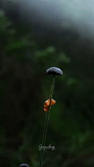 Resplendent Bush frog