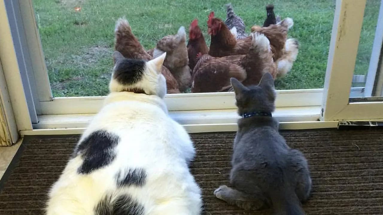 34 Delightful Cat Pics Shared By This Page Featuring Funny Faces, Tiny Kittens, And Beautiful Colors