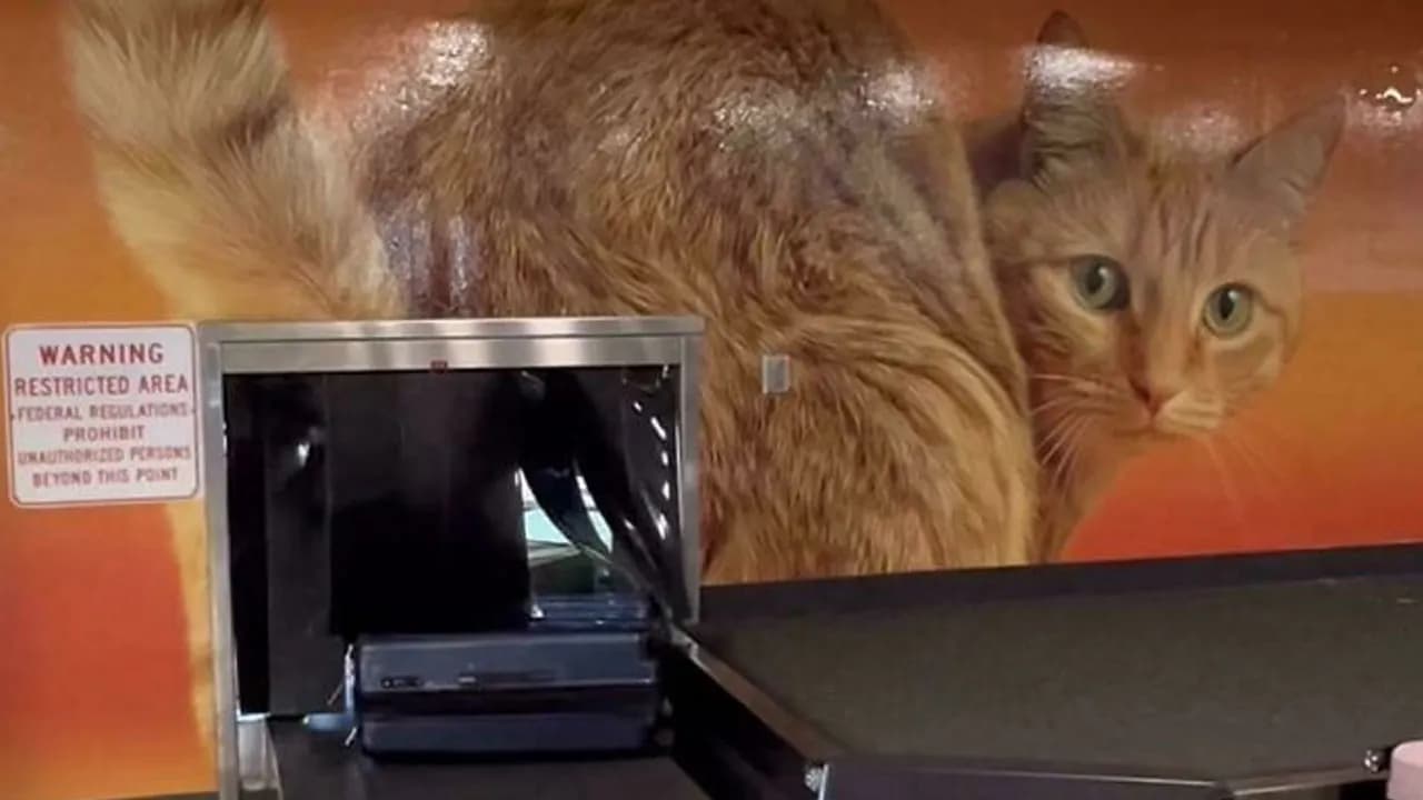 56 Hilarious And Weird Things Spotted At Airports That Nobody Could Have Prepared For
