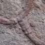 Ancient fossil from China reveals animal‑microbe partnerships dating back 550 million years