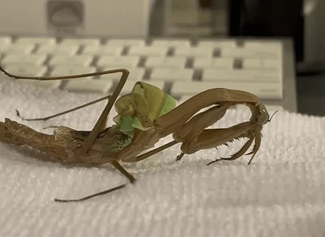 Hand feeding a disabled praying mantis.