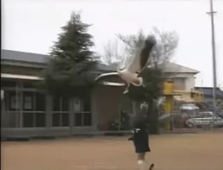 In 1989, a pelican named Katta-kun began going to a kindergarten in Japan where it played and interacted with the children as if it were one of them.