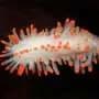 Warming seas could shrink most mollusks by 2100, but some may grow