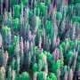 Satellites spot forest stress two years before bark beetle die-offs become apparent