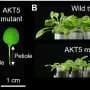 'Green thumb' molecule helps leaf stalks grow in crowded conditions