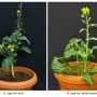 How a plant's refusal to self-pollinate could help India grow more of its own cooking oil
