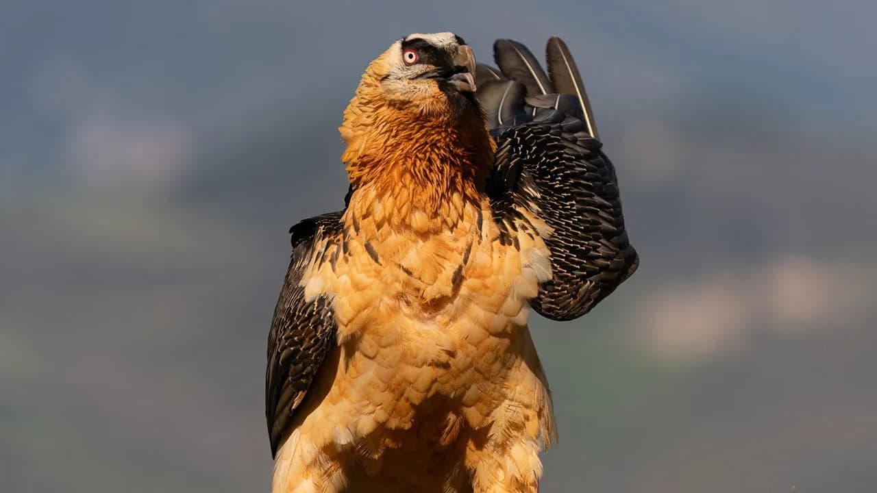 36 Incredible Bird Shots From The 2026 Academy Photo Awards