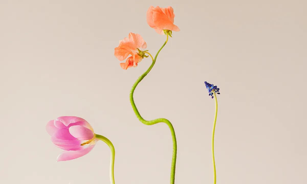 26 Intricate Flower Compositions That Resisted Ephemerality Through Jennifer Latour’s Photography