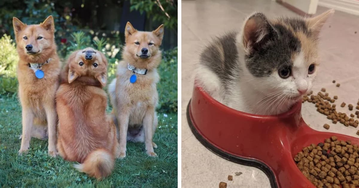 107 Wholesome Animal Photos That Might Restore Your Faith In The Internet
