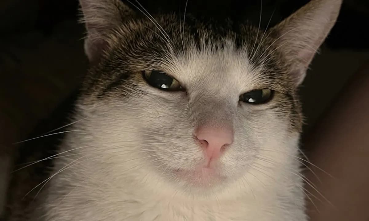 77 Cat Memes You Will Probably Want To Send To Someone Special
