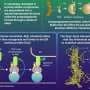 Underlying mechanism of Atg2-mediated lipid transfer in autophagy identified