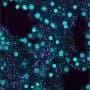 Archaea as 'flexitarians': Ammonia-oxidizing microbes also feed on amino acids