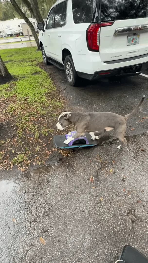 This dogs skateboarding skills