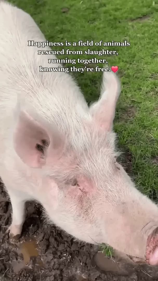 Animals saved from slaughter running free in a sanctuary