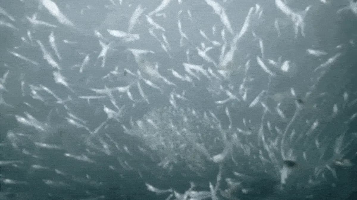 Mesmerizing Video Reveals a Rare Ocean Ecosystem at The Edge of a Greenland Glacier