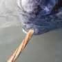 Scientists discover how narwhals grow nature's only straight tusk