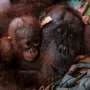Indonesia rescues second orangutan mother and baby from wildfire
