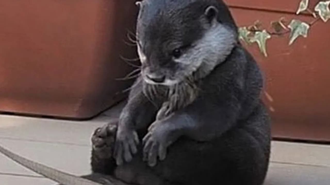 134 Funny And Adorable Animal Memes To Turn Your Day Around