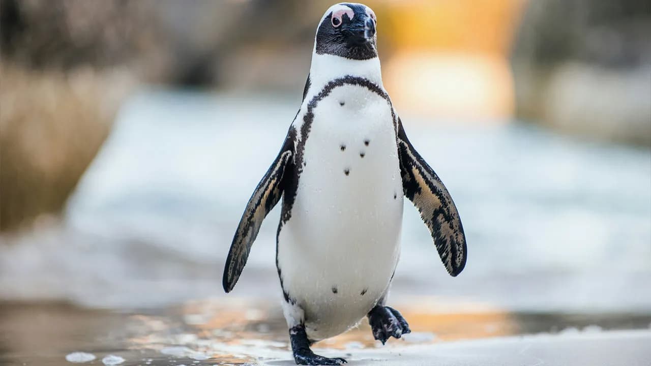 âTuxedo-Wearing Jerksâ: Zookeepers Share Their Beef With Animals In This Hilarious Thread