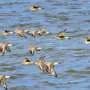How bird movements are helping researchers track a global virus