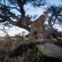 From strays to territory bosses: Epigenetics makes cheetahs adaptable