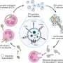 Neutrophil vesicles help Candida albicans evade immune-cell engulfment