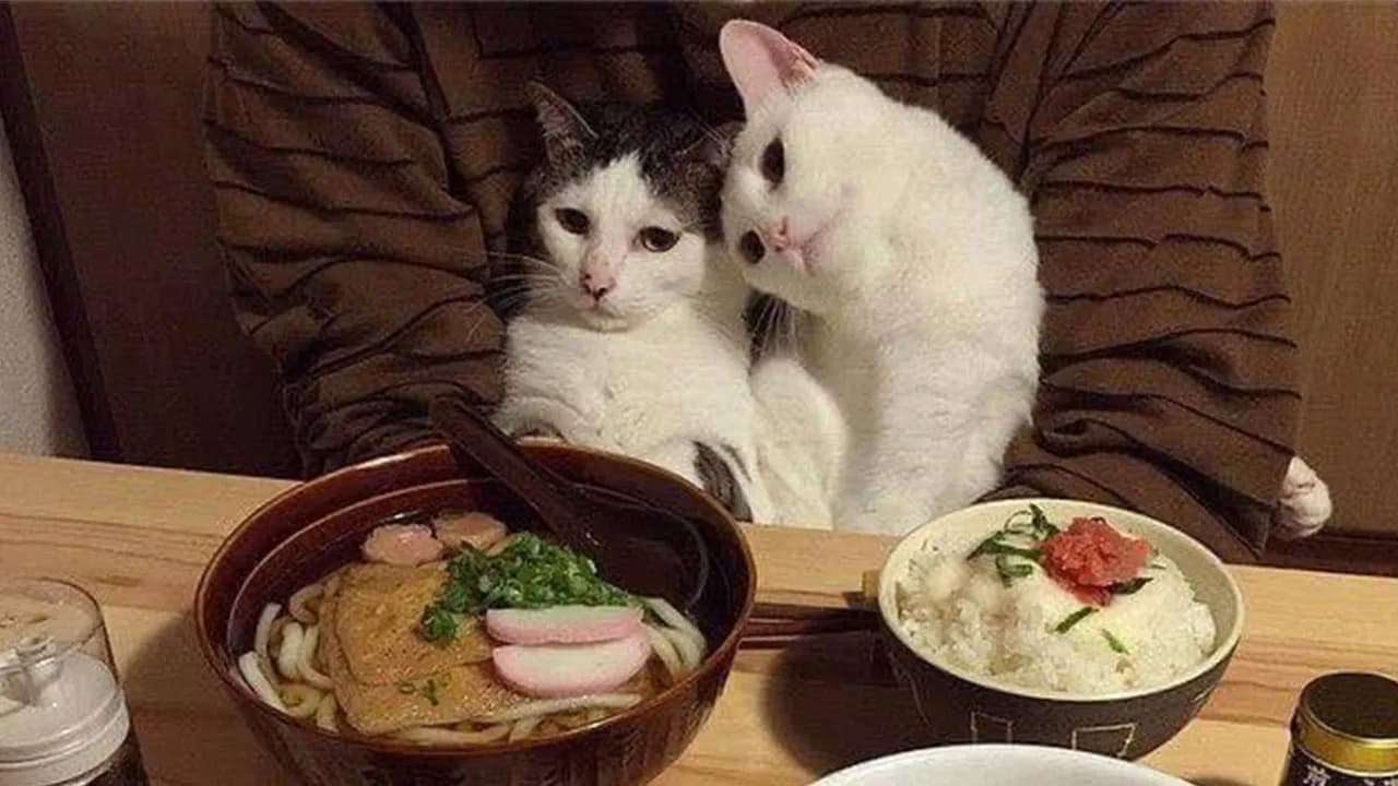 40 Funny Cat Photos From ‘Meaaaow’ That Show Cats Doing What They Do Best