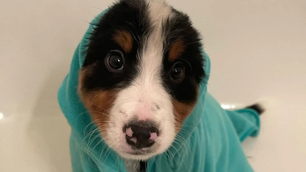 ‘WeRateDogs’ Shared 36 Pics Of Dogs Who Were Not Emotionally Prepared For Bath Time