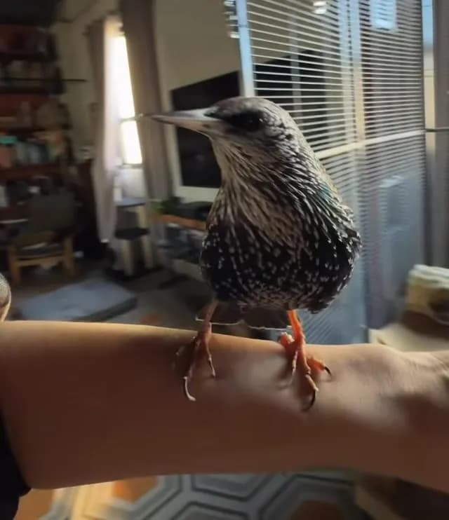European Starling Displaying Impressive Range of Sounds