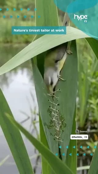 The common tailorbird pulls leaves together and stitches them with spider silk to make a hidden home. Nature and animals are truly amazing to watch.