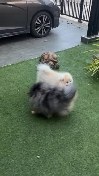 Who said turtles can't play tag?