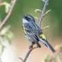 Tiny backpacks reveal the secret, sometimes circuitous migrations of small songbirds