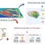 Why a wetter Tibetan Plateau still faces 'hot-dry' extremes: The roles of ENSO and the North Atlantic