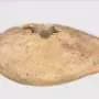 Waterlogged seeds reveal melons' ancient journey