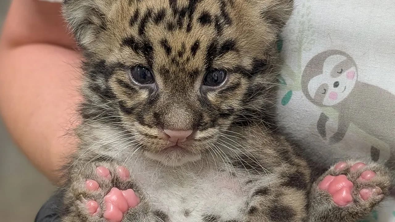 Nashville Zoo Sounds The Alarm As Controversial AI Infrastructure Creeps Toward Endangered Animals