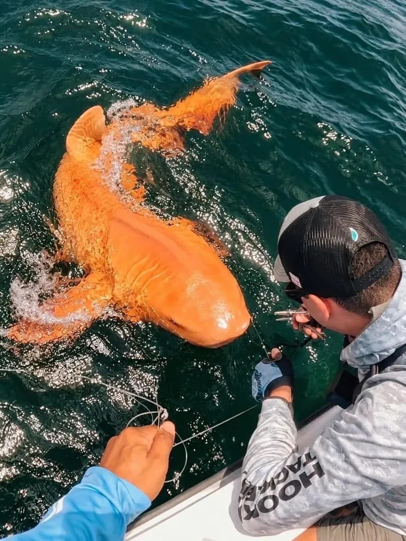 Bright Orange Nurse Shark.