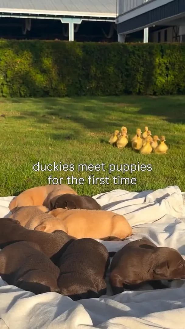 Who knew duckies and puppies could be best friends.